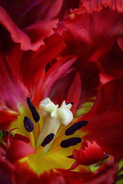 WA, Seabeck Interior of parrot tulip flower